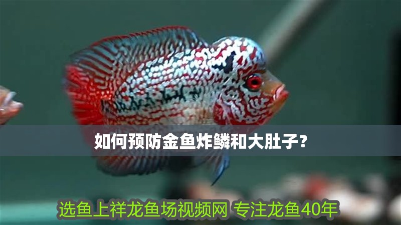 如何預防金魚炸鱗和大肚子？ 如何預防金魚炸鱗和大肚子？ 龍魚百科
