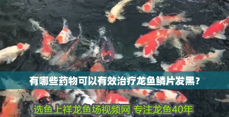 有哪些藥物可以有效治療龍魚鱗片發黑？