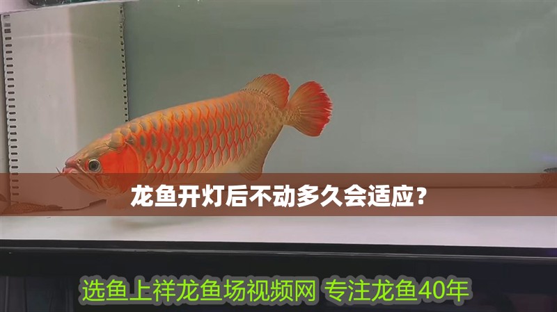 龍魚開燈后不動多久會適應？ 龍魚開燈后不動多久會適應？ 龍魚百科