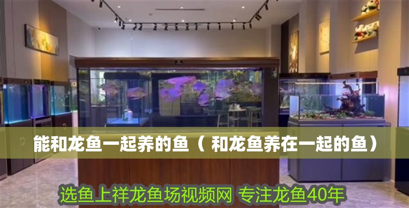 能和龍魚一起養(yǎng)的魚（ 和龍魚養(yǎng)在一起的魚）