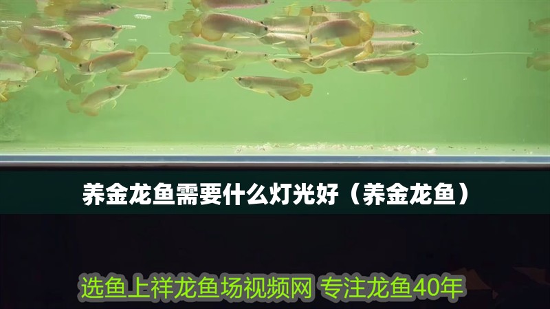養(yǎng)金龍魚需要什么燈光好（養(yǎng)金龍魚）