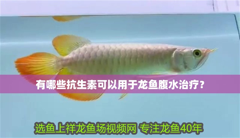 有哪些抗生素可以用于龍魚腹水治療？
