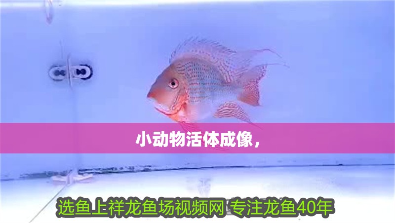 小動物活體成像，