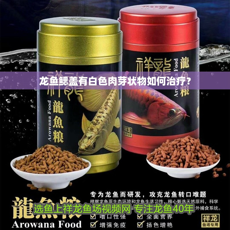 龍魚鰓蓋有白色肉芽狀物如何治療？