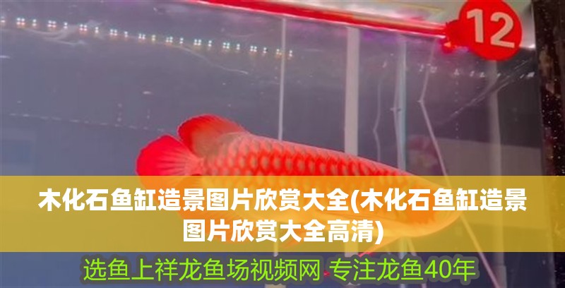 我的虎魚真菌感染了要怎么處理 木化石魚缸造景圖片欣賞大全(木化石魚缸造景圖片欣賞大全高清) 觀賞魚百科 木化石魚缸造景圖片欣賞大全(木化石魚缸造景圖片欣賞大全高清) 木化石魚缸造景圖片欣賞大全(木化石魚缸造景圖片欣賞大全高清) 觀賞魚百科