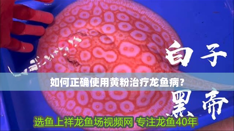 如何正確使用黃粉治療龍魚病？