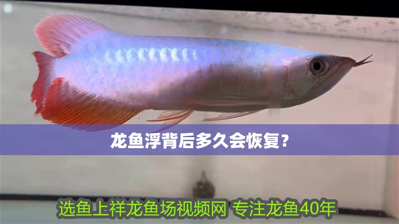 龍魚浮背后多久會(huì)恢復(fù)？