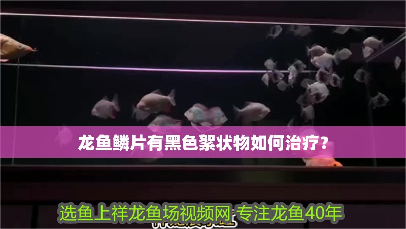 龍魚鱗片有黑色絮狀物如何治療？