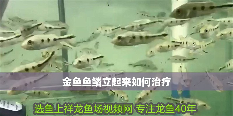 金魚魚鱗立起來如何治療