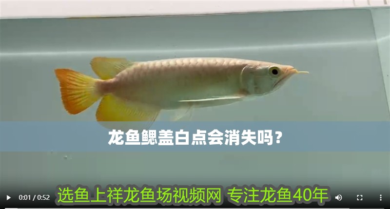 龍魚鰓蓋白點會消失嗎？