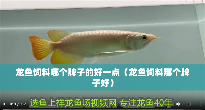 龍魚飼料哪個牌子的好一點（龍魚飼料那個牌子好）