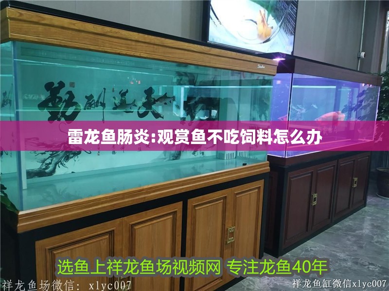 雷龍魚腸炎:觀賞魚不吃飼料怎么辦
