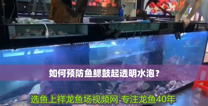 如何預防魚鰓鼓起透明水泡？ 如何預防魚鰓鼓起透明水泡？ 龍魚百科