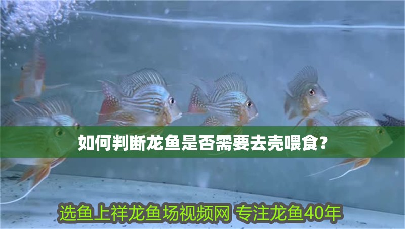 如何判斷龍魚是否需要去殼喂食？