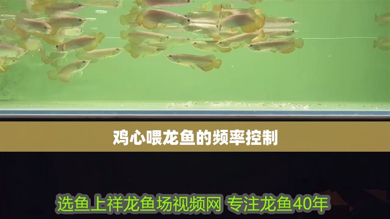 雞心喂龍魚的頻率控制