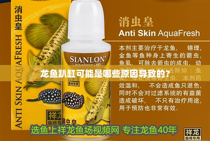 龍魚趴缸可能是哪些原因導致的？ 龍魚趴缸可能是哪些原因導致的？ 龍魚百科