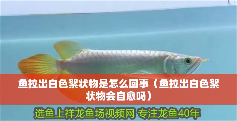 魚拉出白色絮狀物是怎么回事（魚拉出白色絮狀物會自愈嗎）