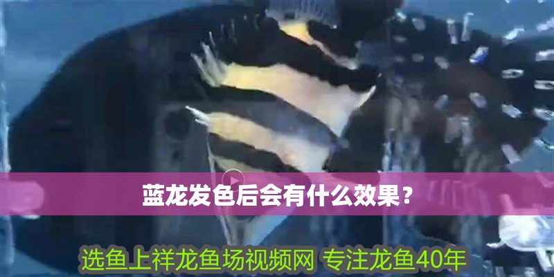 藍龍發色后會有什么效果？ 藍龍發色后會有什么效果？ 龍魚百科