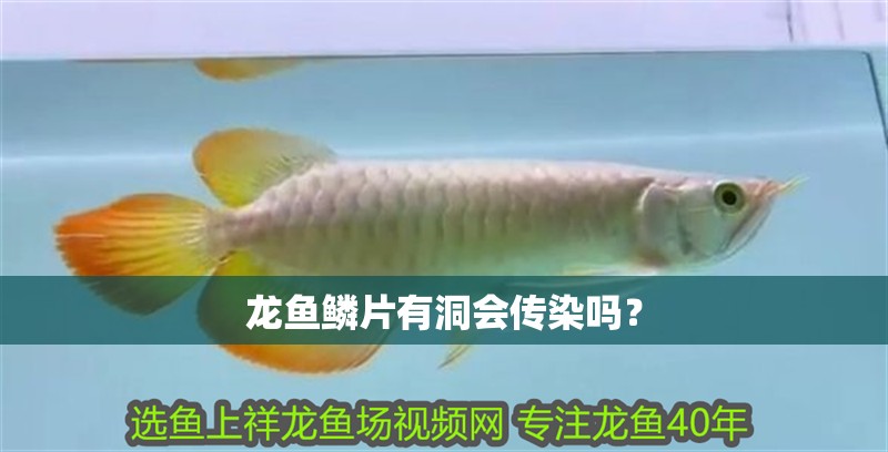 龍魚鱗片有洞會傳染嗎？