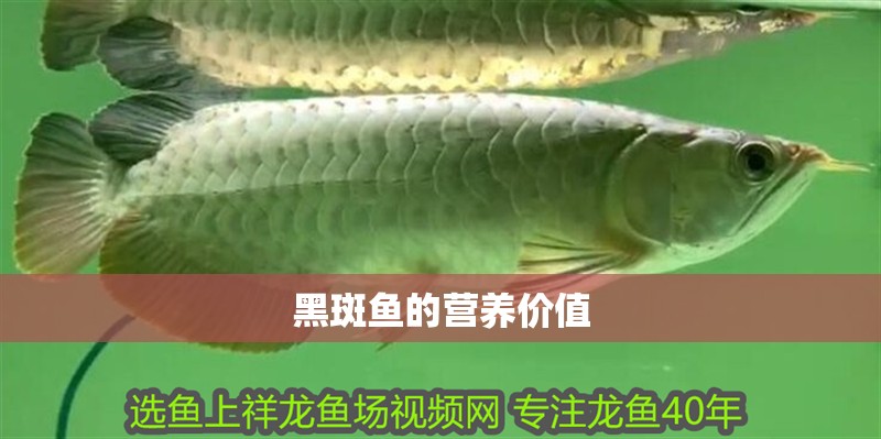 黑斑魚的營(yíng)養(yǎng)價(jià)值