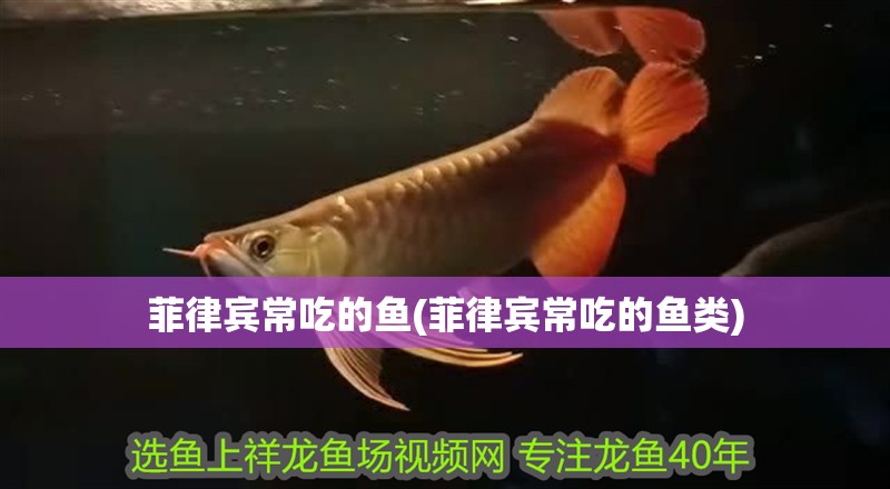 菲律賓常吃的魚(菲律賓常吃的魚類)