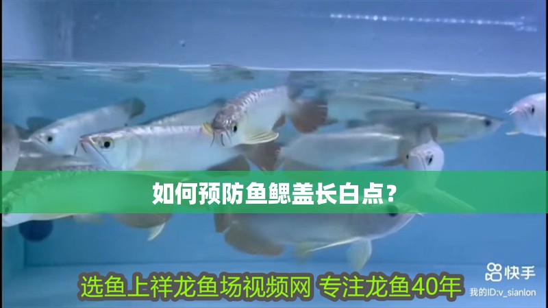 如何預防魚鰓蓋長白點？