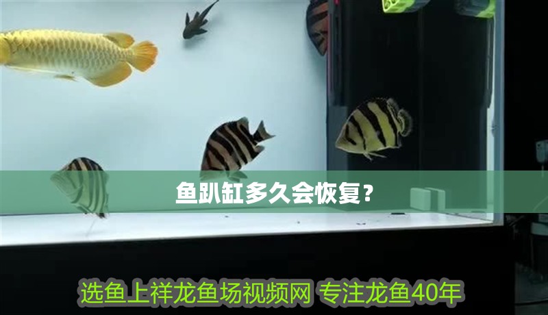 魚趴缸多久會恢復(fù)？