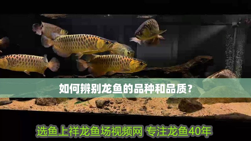如何辨別龍魚的品種和品質？ 如何辨別龍魚的品種和品質？ 龍魚百科