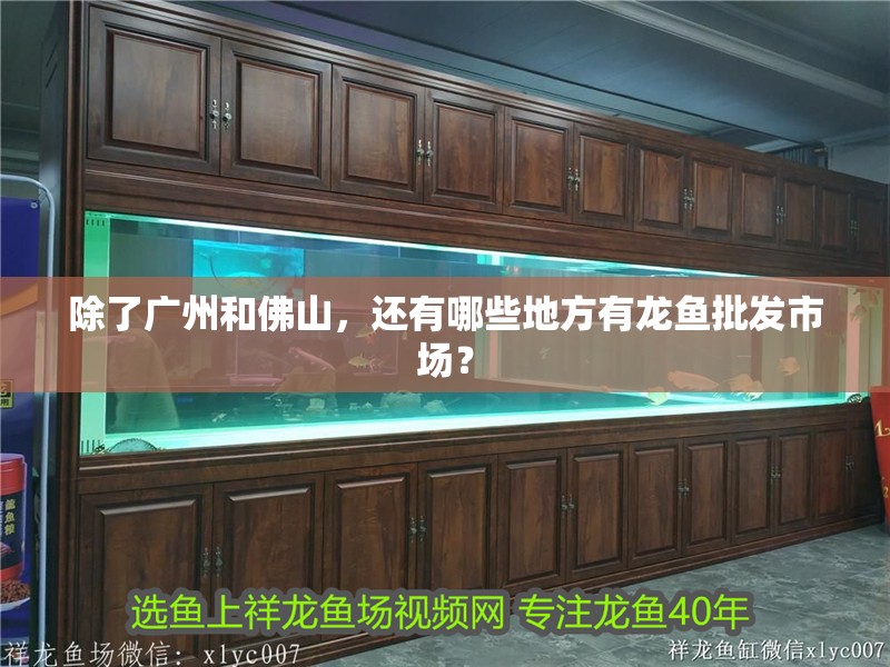 除了廣州和佛山，還有哪些地方有龍魚批發市場？