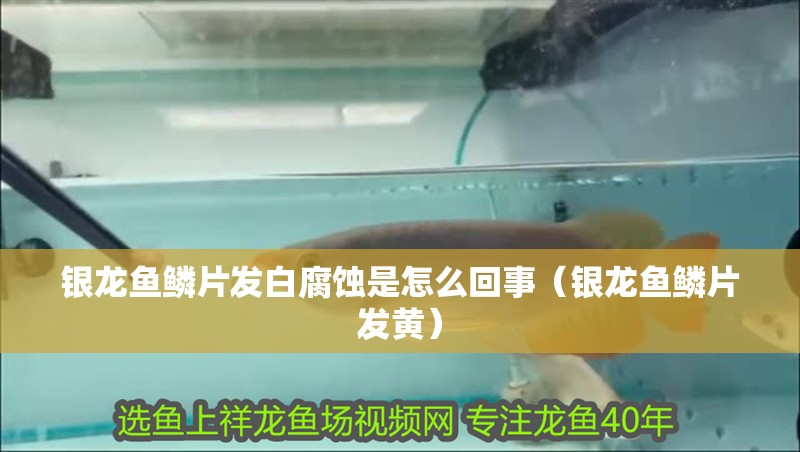 銀龍魚鱗片發白腐蝕是怎么回事（銀龍魚鱗片發黃）
