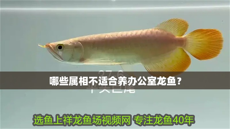 哪些屬相不適合養辦公室龍魚？