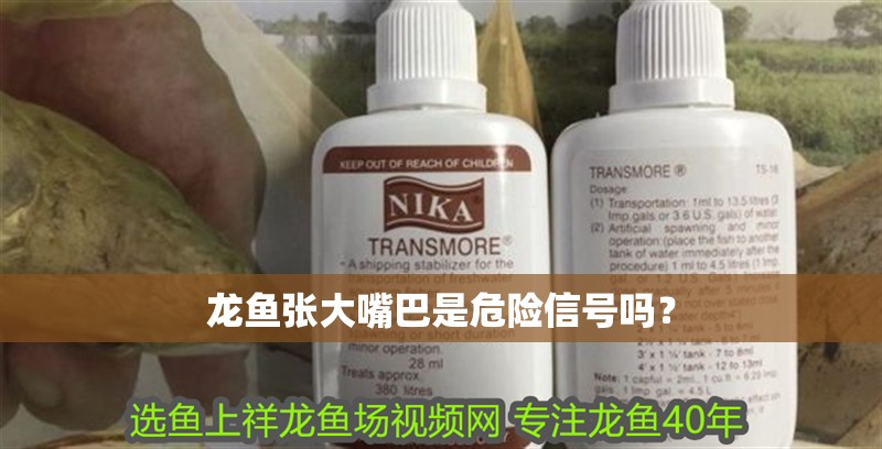 龍魚張大嘴巴是危險(xiǎn)信號(hào)嗎？ 龍魚張大嘴巴是危險(xiǎn)信號(hào)嗎？ 龍魚百科