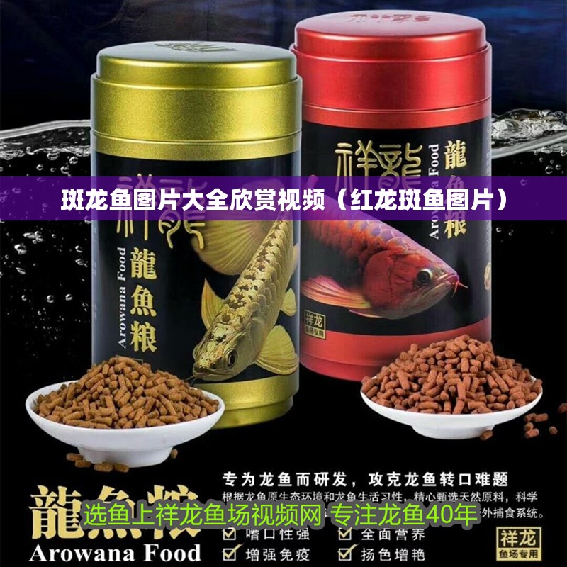 斑龍魚圖片大全欣賞視頻（紅龍斑魚圖片）