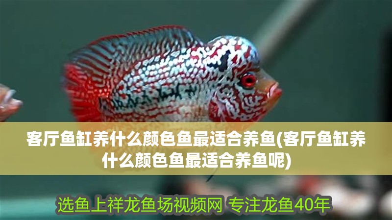 客廳魚缸養(yǎng)什么顏色魚最適合養(yǎng)魚(客廳魚缸養(yǎng)什么顏色魚最適合養(yǎng)魚呢)