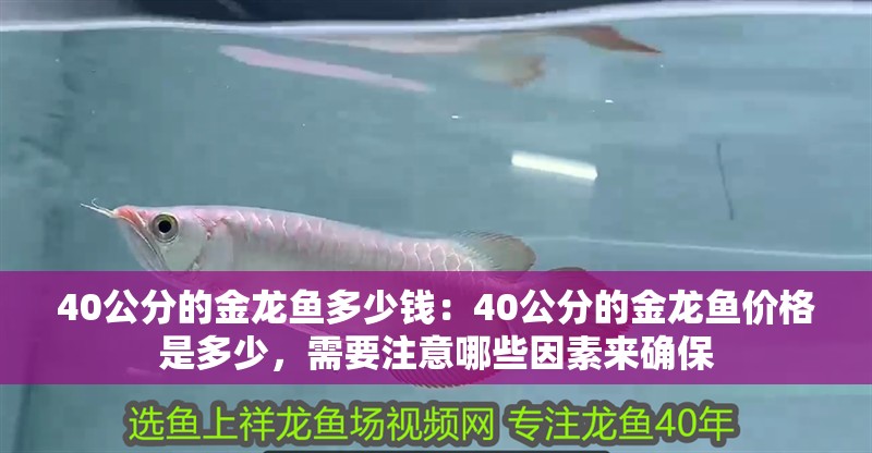 40公分的金龍魚(yú)多少錢(qián)：40公分的金龍魚(yú)價(jià)格是多少，需要注意哪些因素來(lái)確保