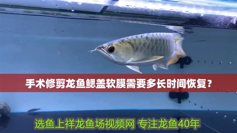 手術修剪龍魚鰓蓋軟膜需要多長時間恢復？