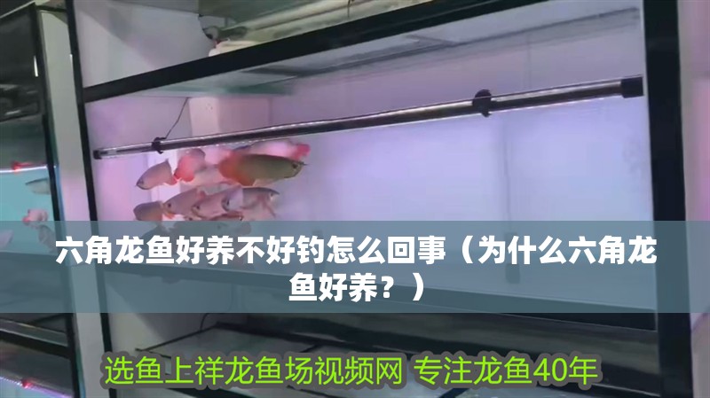 六角龍魚好養不好釣怎么回事（為什么六角龍魚好養？）