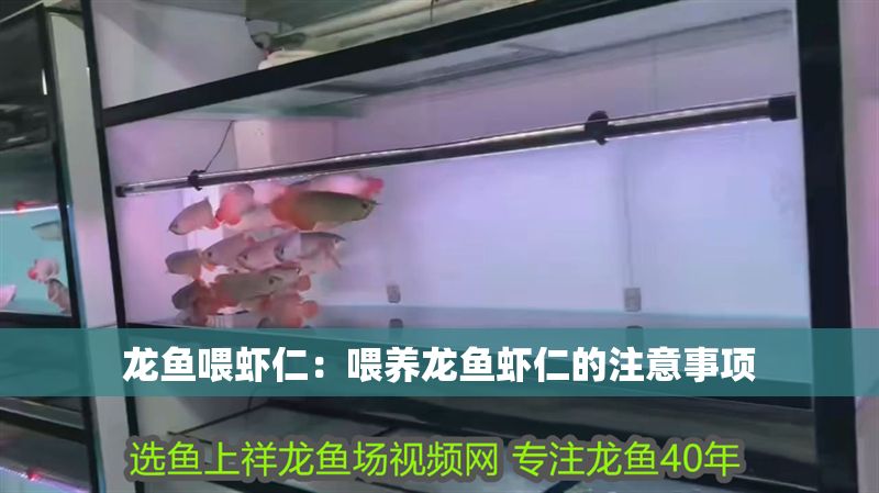 龍魚喂蝦仁：喂養龍魚蝦仁的注意事項