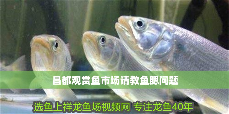 昌都觀賞魚市場請教魚腮問題