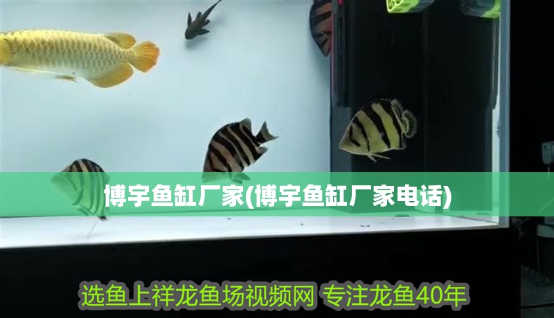 博宇魚缸廠家(博宇魚缸廠家電話) 博宇魚缸廠家(博宇魚缸廠家電話) 觀賞魚百科
