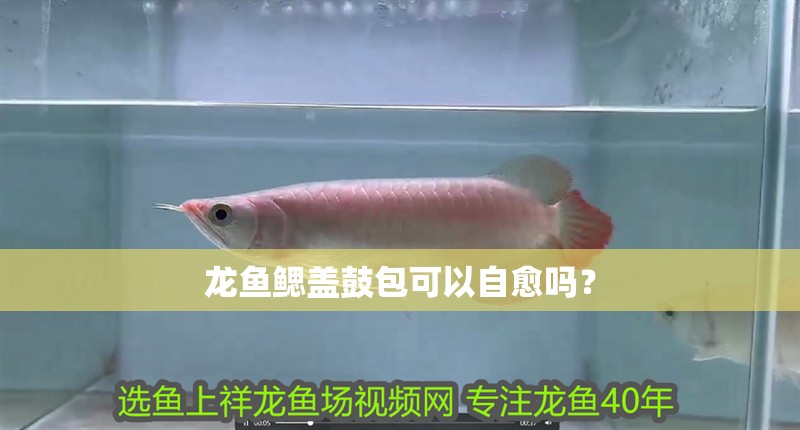 龍魚鰓蓋鼓包可以自愈嗎？