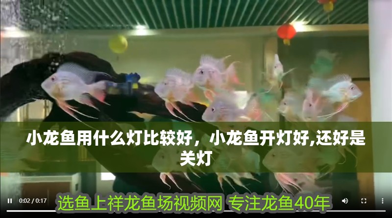 小龍魚用什么燈比較好，小龍魚開燈好,還好是關(guān)燈