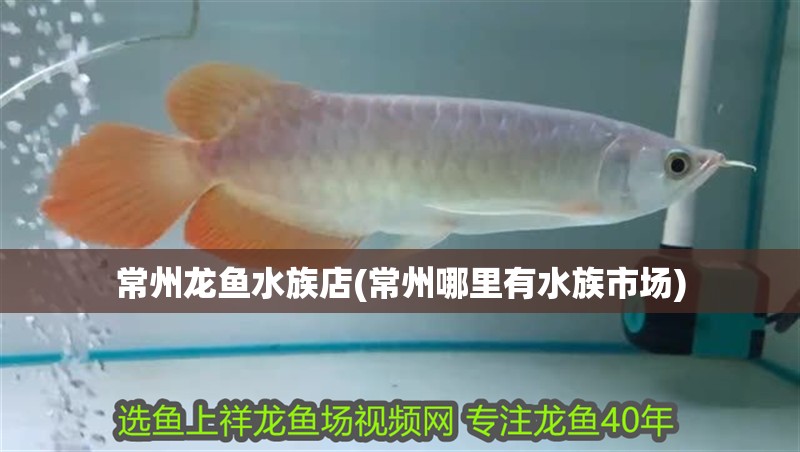 常州龍魚水族店(常州哪里有水族市場)