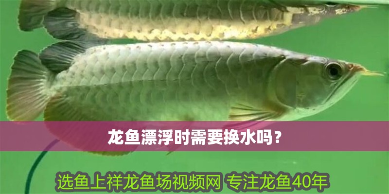 龍魚漂浮時需要換水嗎？