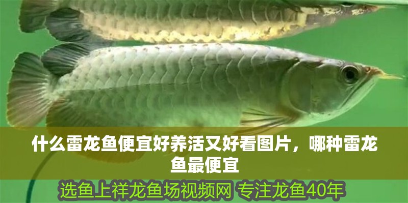 什么雷龍魚便宜好養(yǎng)活又好看圖片，哪種雷龍魚最便宜 什么雷龍魚便宜好養(yǎng)活又好看圖片，哪種雷龍魚最便宜 觀賞魚百科