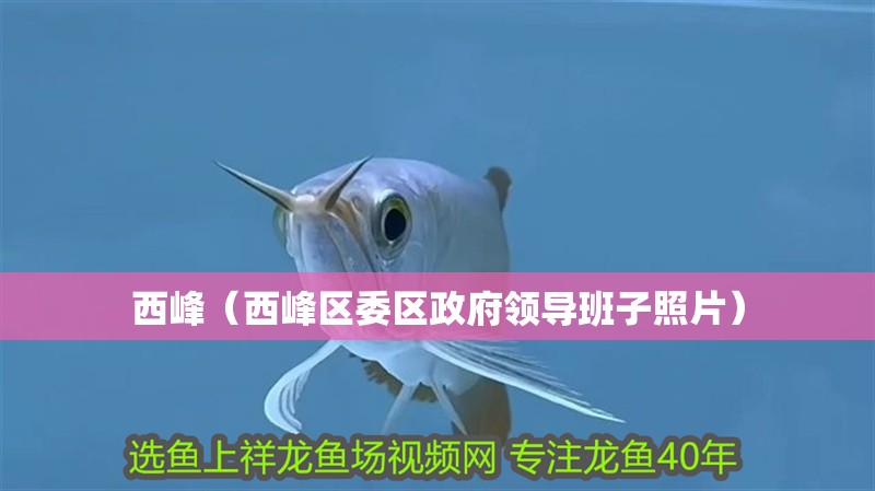 魚缸過濾器選購指南:自制魚缸過濾器魚缸上置過濾器對于養(yǎng)魚愛好者的必備知識 西峰(西峰區(qū)委區(qū)政府領(lǐng)導班子照片) 觀賞魚百科 西峰(西峰區(qū)委區(qū)政府領(lǐng)導班子照片) 西峰(西峰區(qū)委區(qū)政府領(lǐng)導班子照片) 觀賞魚百科