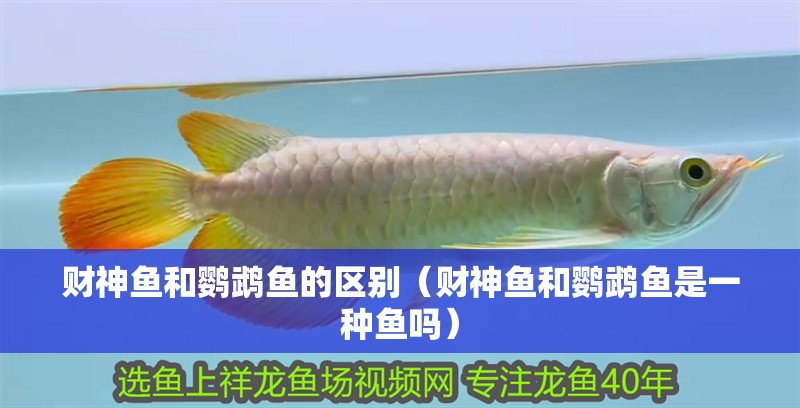 財神魚和鸚鵡魚的區別（財神魚和鸚鵡魚是一種魚嗎）