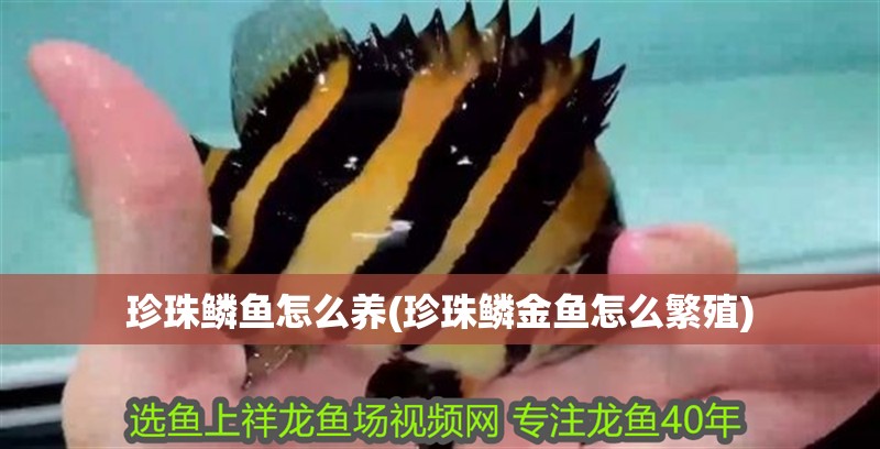 珍珠鱗魚怎么養(珍珠鱗金魚怎么繁殖)