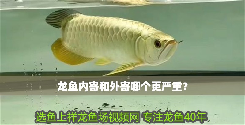 龍魚內寄和外寄哪個更嚴重？