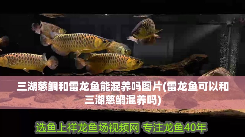 三湖慈鯛和雷龍魚能混養嗎圖片(雷龍魚可以和三湖慈鯛混養嗎)